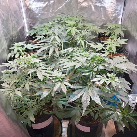 AK 47 Auto growlog timeline photo
