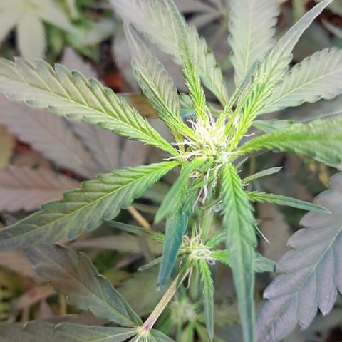 AK 47 Auto growlog timeline photo