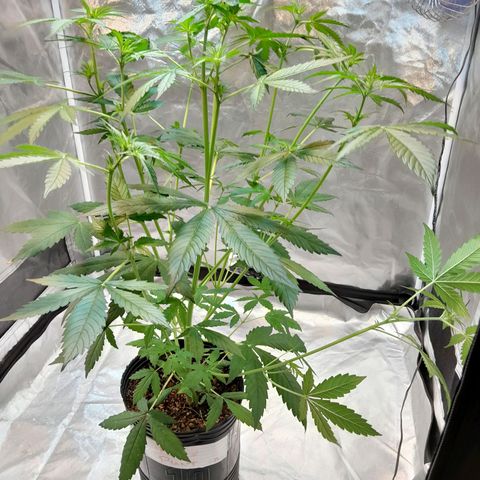 Power Plant growlog timeline photo