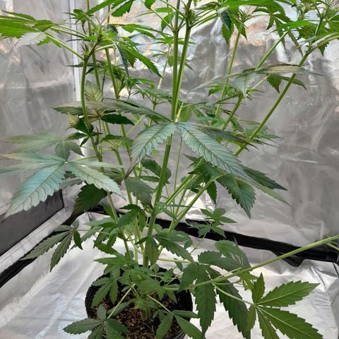 Power Plant growlog timeline photo