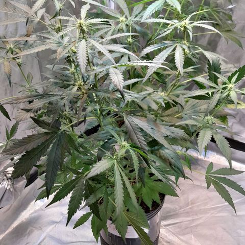 AK 47 Auto growlog timeline photo