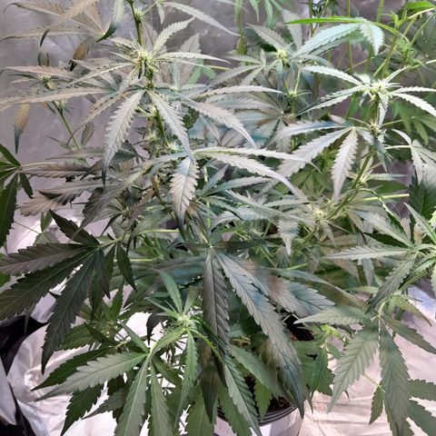AK 47 Auto growlog timeline photo