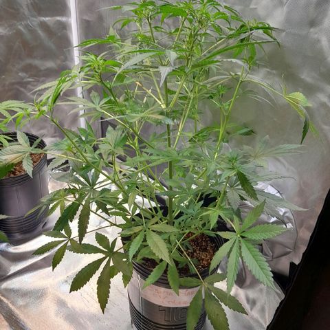 SANTA MARÍA DE COLOMBIA growlog timeline photo