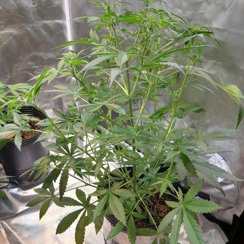 SANTA MARÍA DE COLOMBIA growlog timeline photo