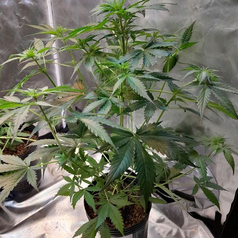Auto Northern Shine growlog timeline photo