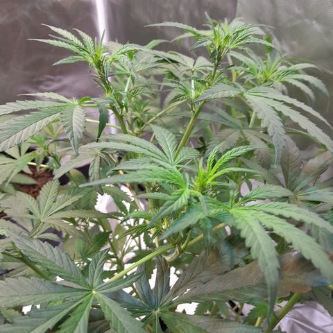 SANTA MARÍA DE COLOMBIA growlog timeline photo
