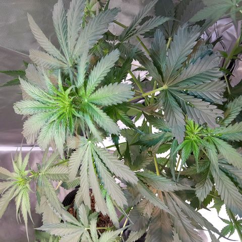 Auto Northern Shine growlog timeline photo