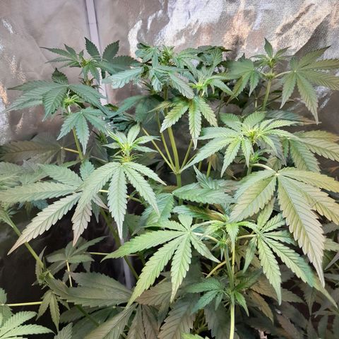 Power Plant growlog timeline photo