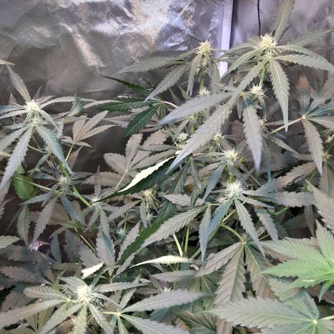 AK 47 Auto growlog timeline photo
