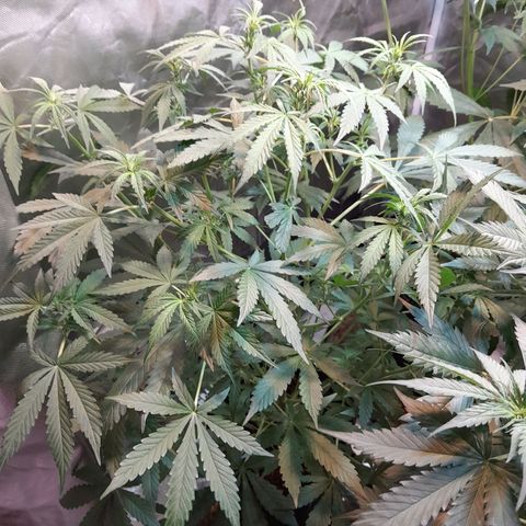 SANTA MARÍA DE COLOMBIA growlog timeline photo