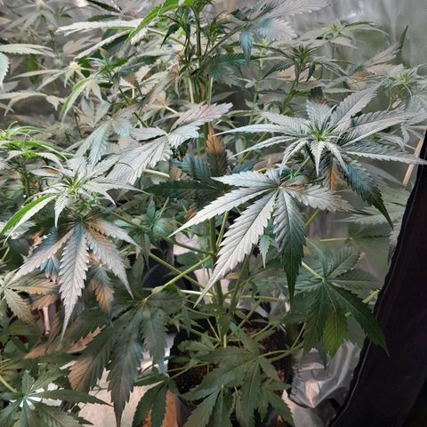 Auto Northern Shine growlog timeline photo