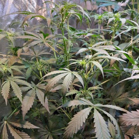 SANTA MARÍA DE COLOMBIA growlog timeline photo