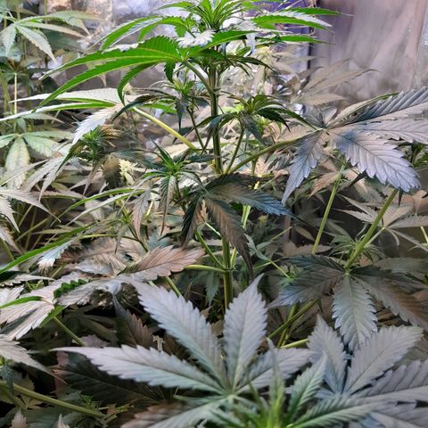 Auto Northern Shine growlog timeline photo