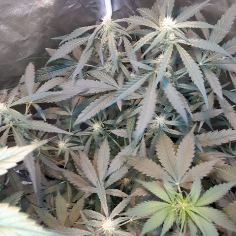 AK 47 Auto growlog timeline photo