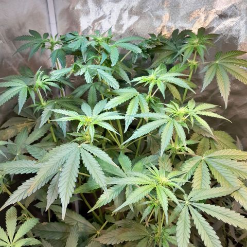 Power Plant growlog timeline photo