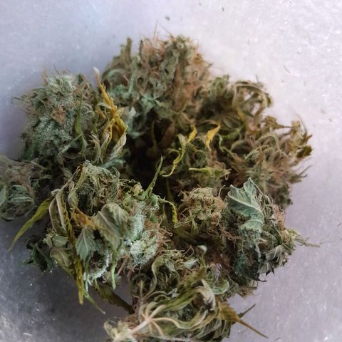  Critical XXL Fast growlog photo: Olor a ruda, cenizas blancas