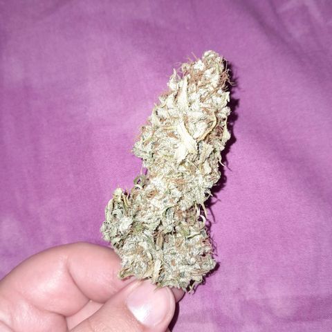  Critical XXL Fast growlog photo: Olor a ruda, cenizas blancas