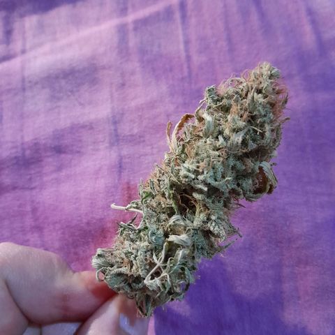  Critical XXL Fast growlog photo: Olor a ruda, cenizas blancas