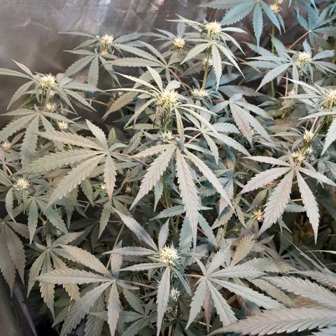 SANTA MARÍA DE COLOMBIA growlog timeline photo