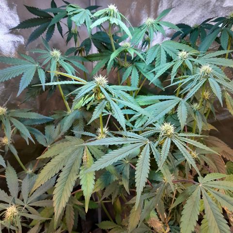 Power Plant growlog timeline photo