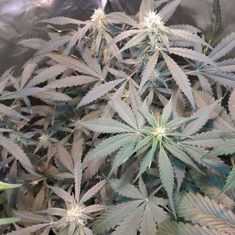 AK 47 Auto growlog timeline photo