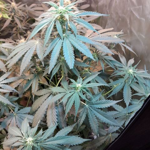 Auto Northern Shine growlog timeline photo