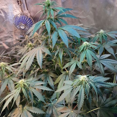 Auto Northern Shine growlog timeline photo