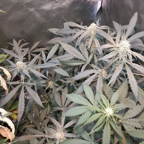 AK 47 Auto growlog timeline photo