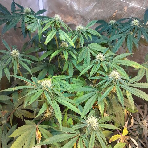 Power Plant growlog timeline photo