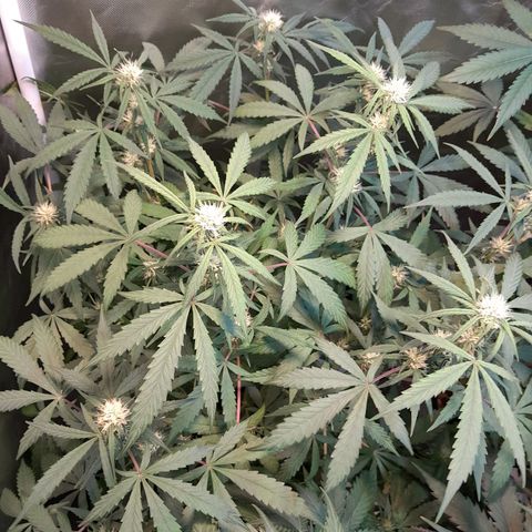 SANTA MARÍA DE COLOMBIA growlog timeline photo