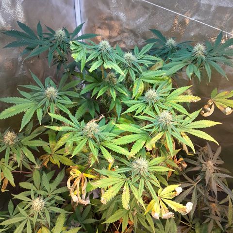 Power Plant growlog timeline photo