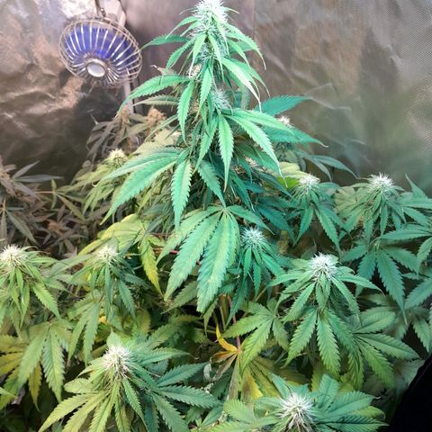 Auto Northern Shine growlog timeline photo