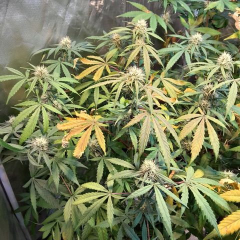 SANTA MARÍA DE COLOMBIA growlog timeline photo