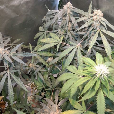 AK 47 Auto growlog timeline photo