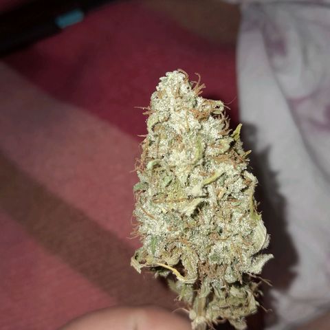  Critical XXL Fast growlog timeline photo