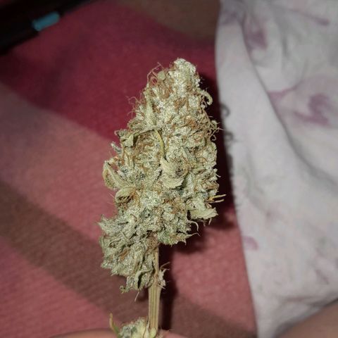  Critical XXL Fast growlog timeline photo