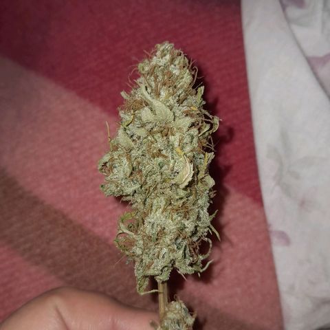  Critical XXL Fast growlog timeline photo
