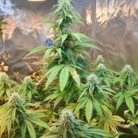 Auto Northern Shine growlog timeline photo
