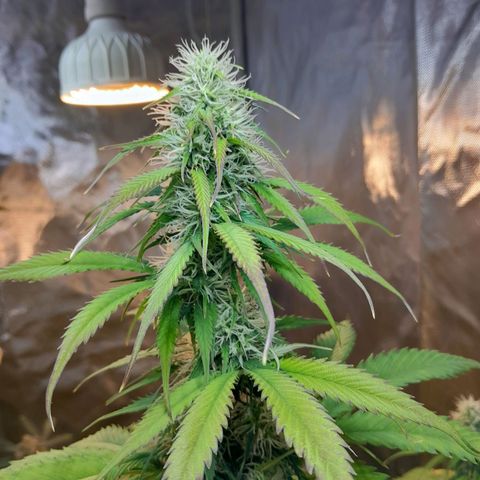 Auto Northern Shine growlog timeline photo