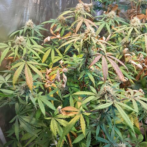 SANTA MARÍA DE COLOMBIA growlog timeline photo