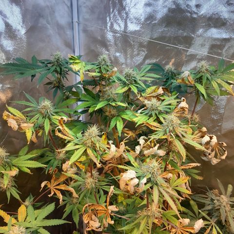 Power Plant growlog timeline photo