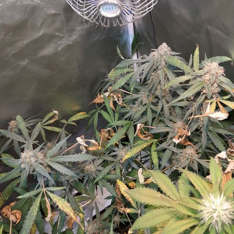 AK 47 Auto growlog timeline photo