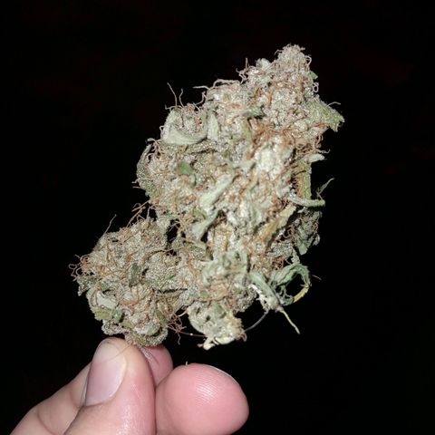 AK 47 Auto growlog timeline photo