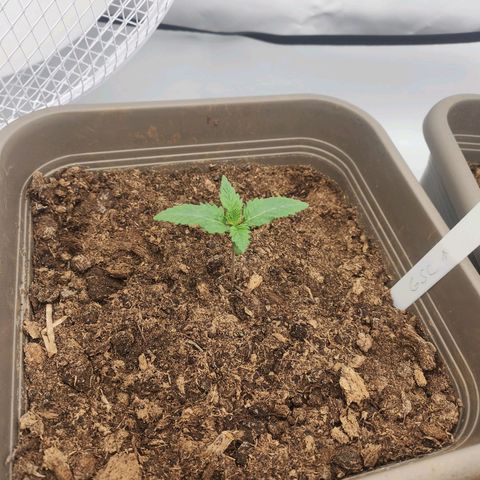 Girly growlog timeline photo