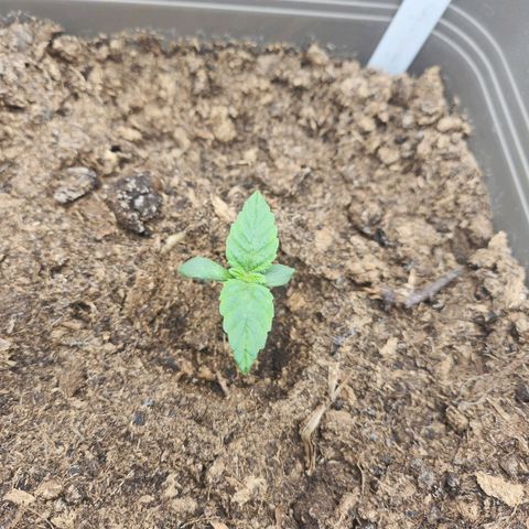 Gelato growlog timeline photo