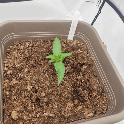 Banana growlog timeline photo