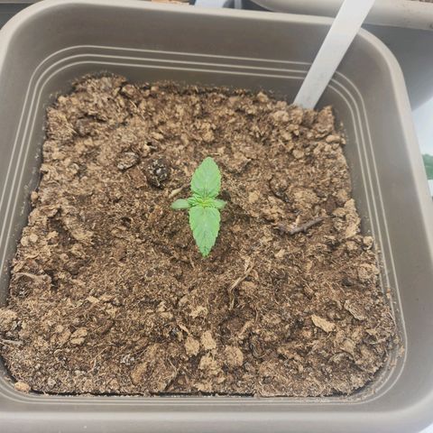Gelato growlog timeline photo