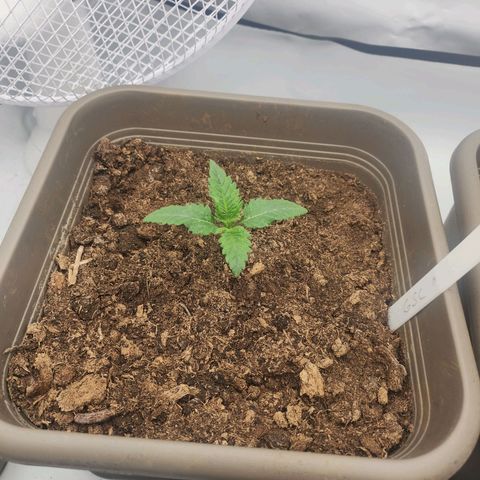 Girly growlog timeline photo