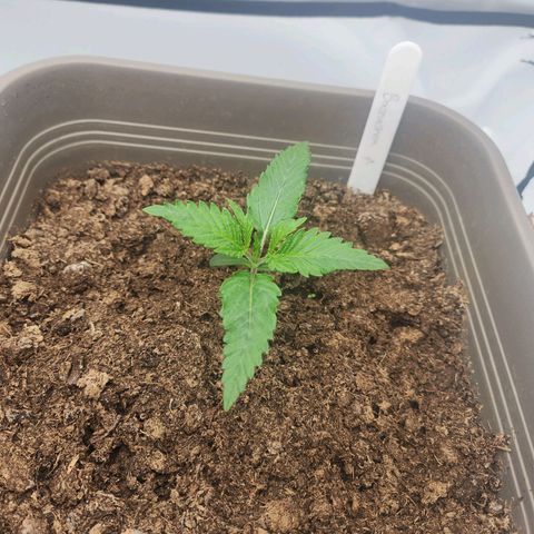 Banana growlog timeline photo
