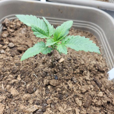Girly growlog timeline photo